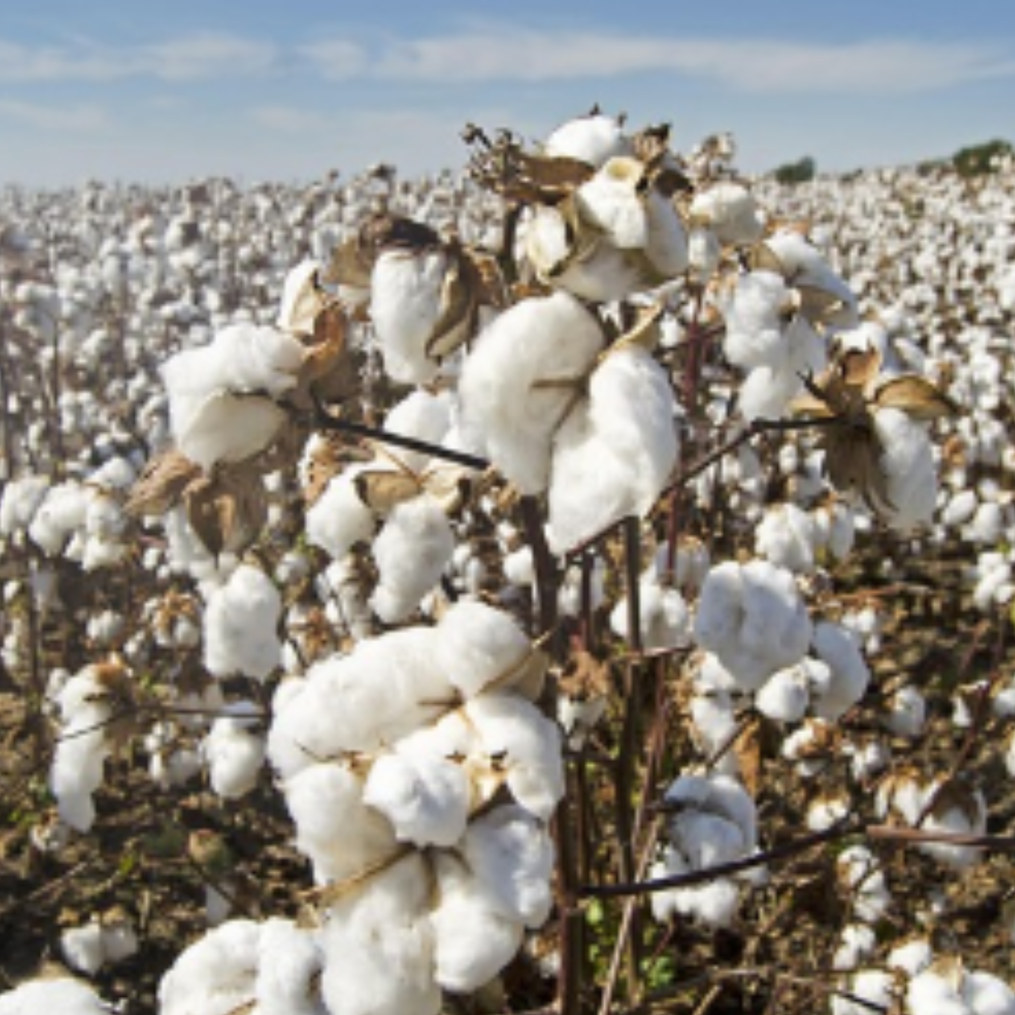 Champ de coton biologique en pleine floraison, cultivé naturellement sous le soleil